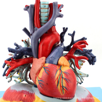 HEART01 (12477) Medical Anatomy Pulmón anatómico humano transparente con modelo de corazón